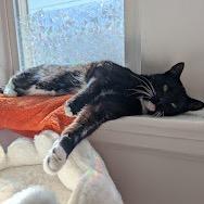 Enlarge Howie, a Adoptable Domestic Short Hair in Wakefield, MA image 4/6