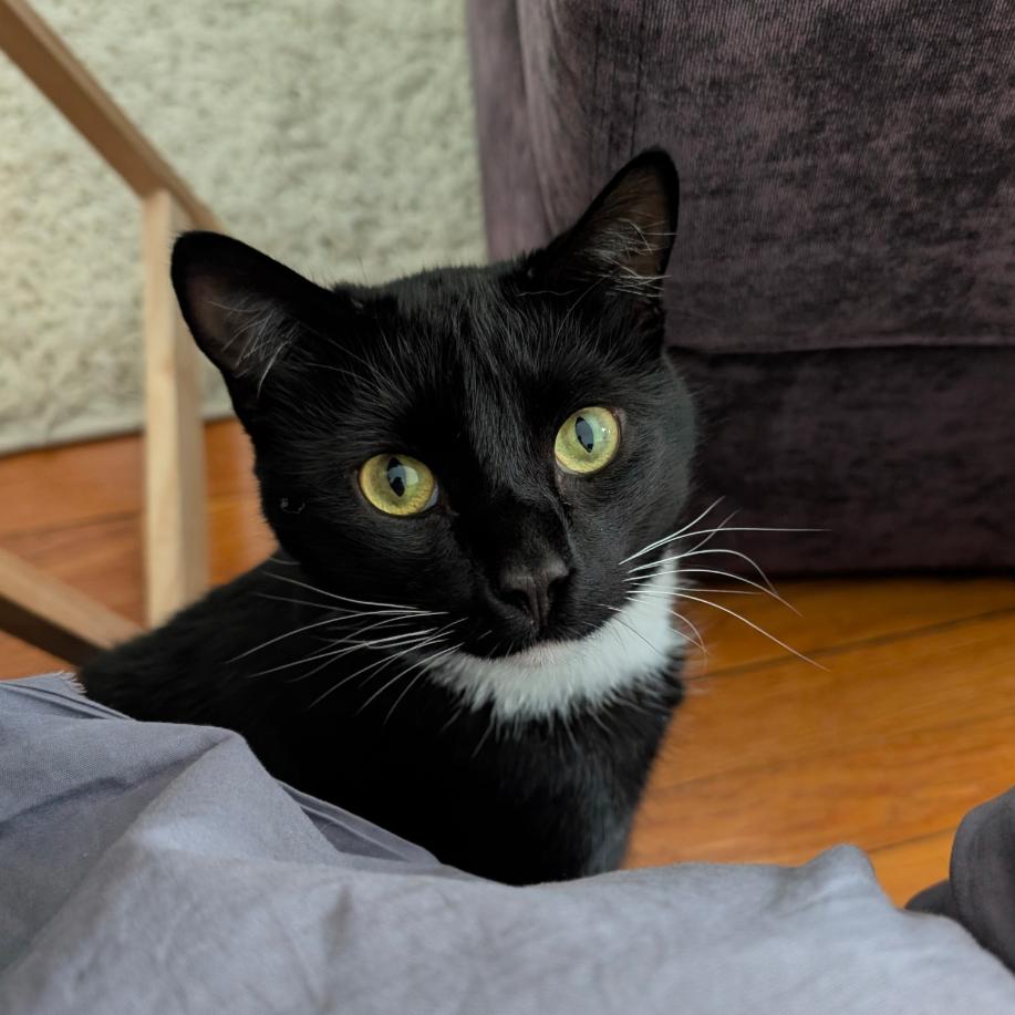 Enlarge Howie, a Adoptable Domestic Short Hair in Wakefield, MA image 6/6