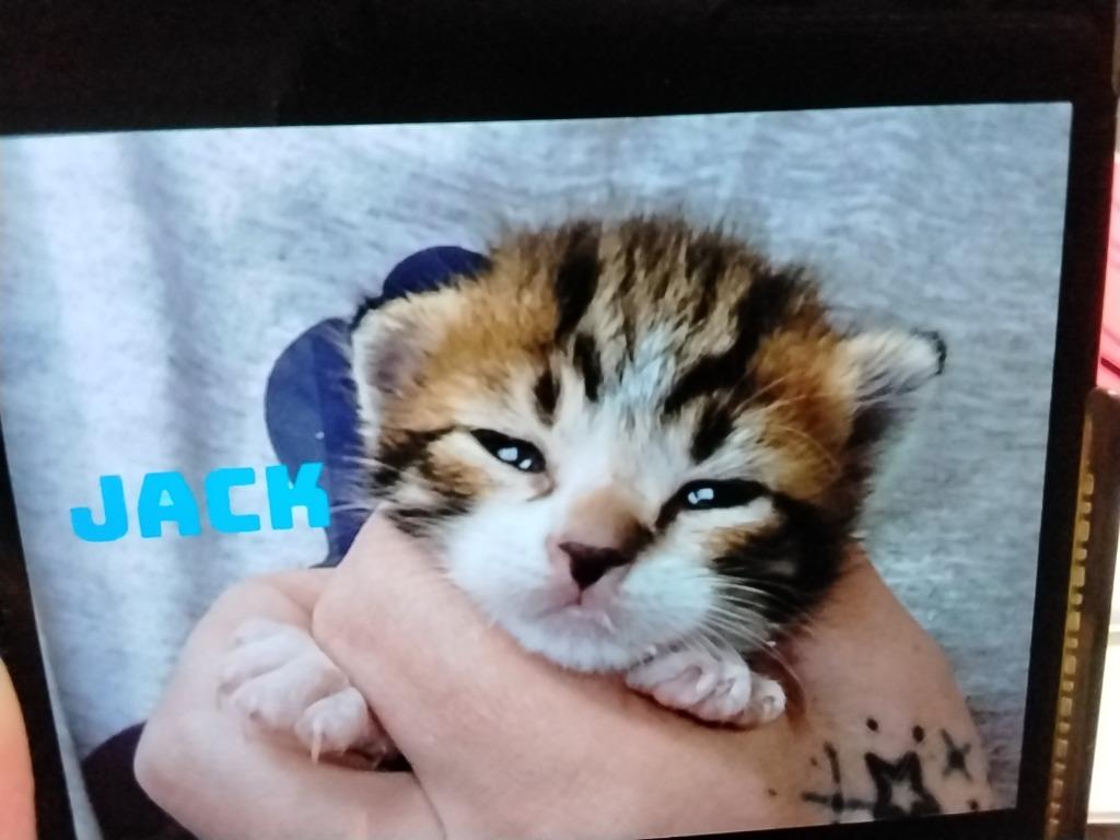 Jack, Adoptable, Kitten Male Domestic Short Hair.