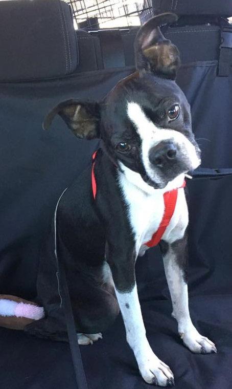 Duke, Adopted, Adult Male Boston Terrier.