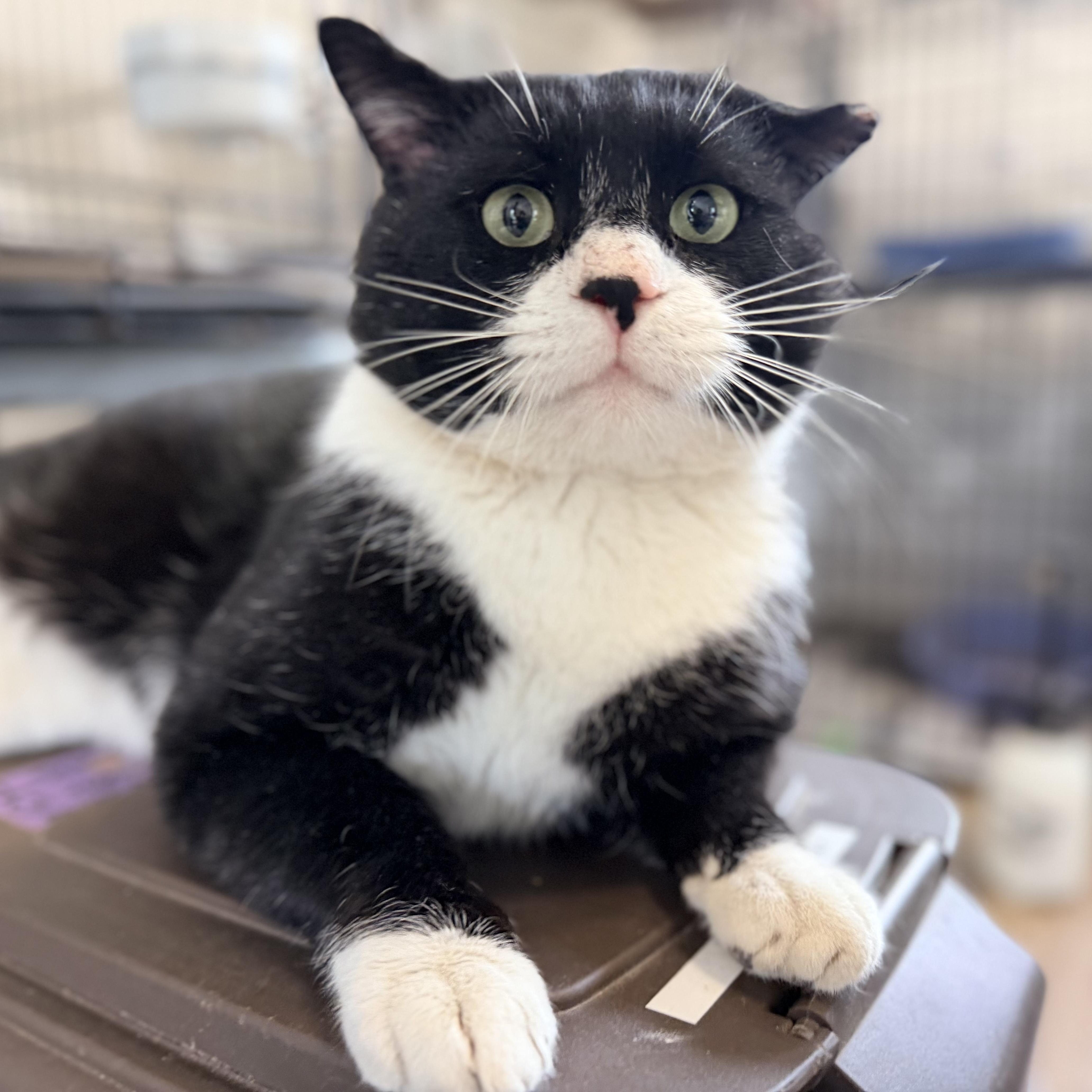 Enlarge Mr. Kringle, an adopted American Shorthair in Montclair, NJ image 5/5