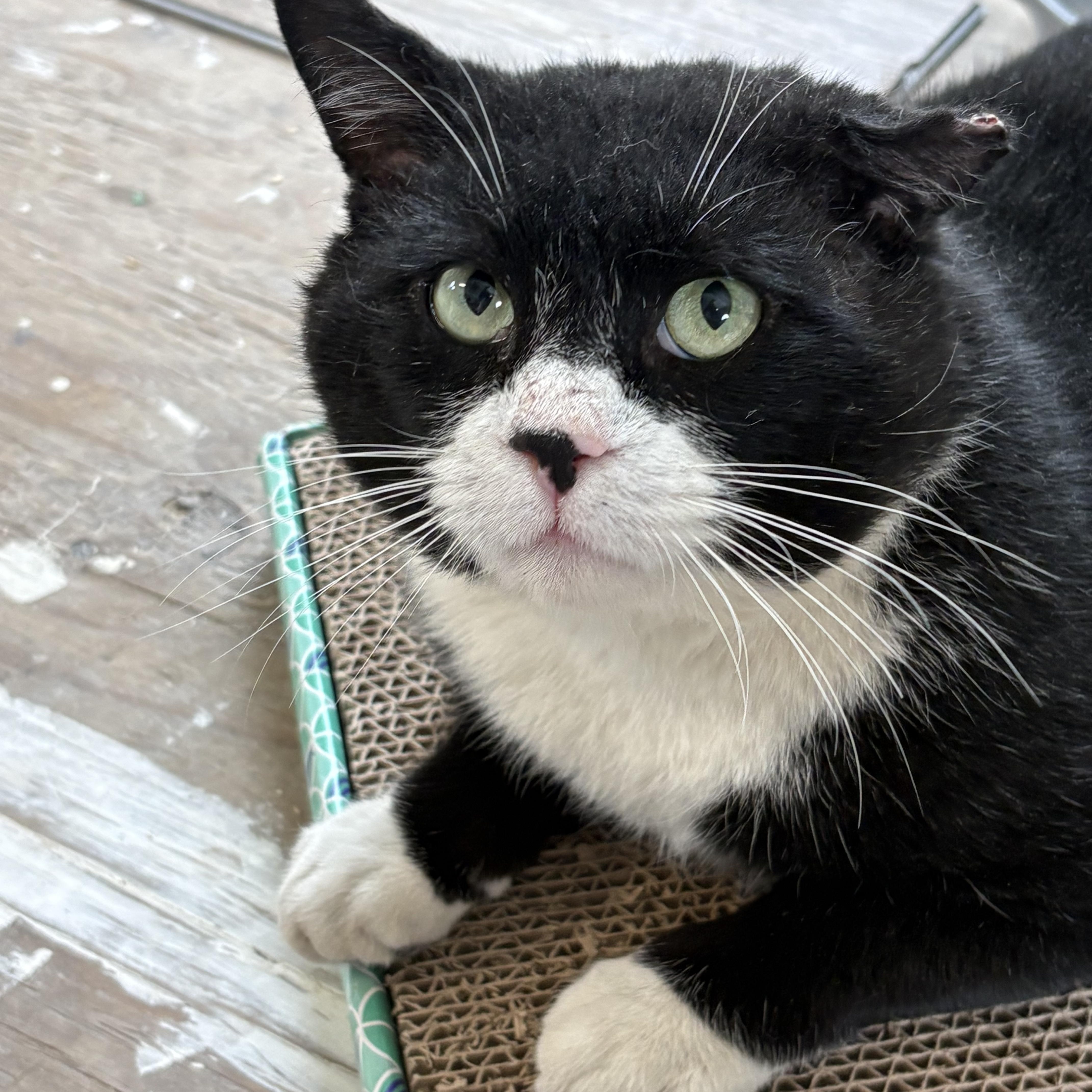 Enlarge Mr. Kringle, an adopted American Shorthair in Montclair, NJ image 3/5