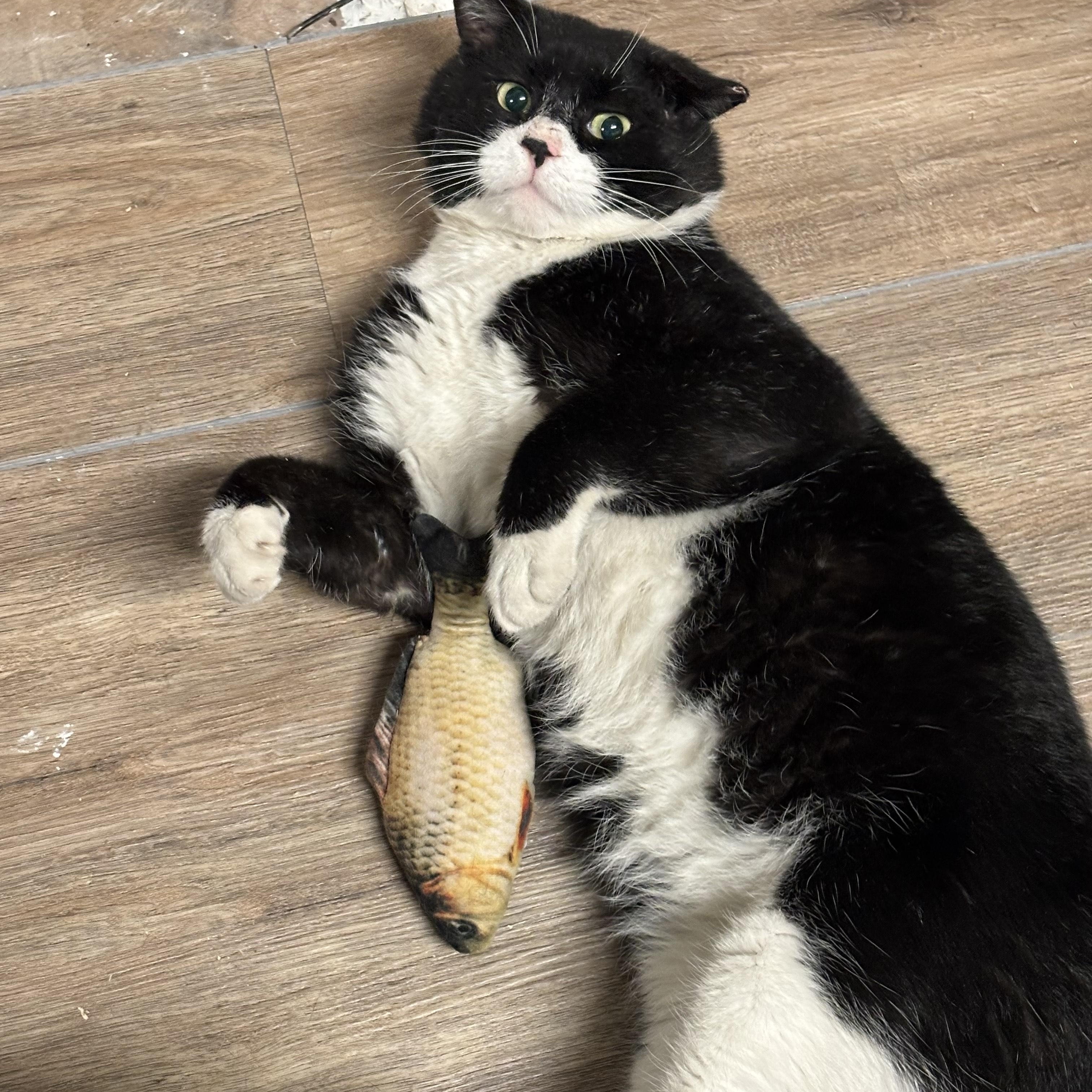 Enlarge Mr. Kringle, an adopted American Shorthair in Montclair, NJ image 4/5