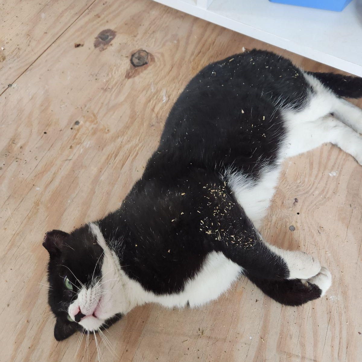 Enlarge Mr. Kringle, an adopted American Shorthair in Montclair, NJ image 2/5