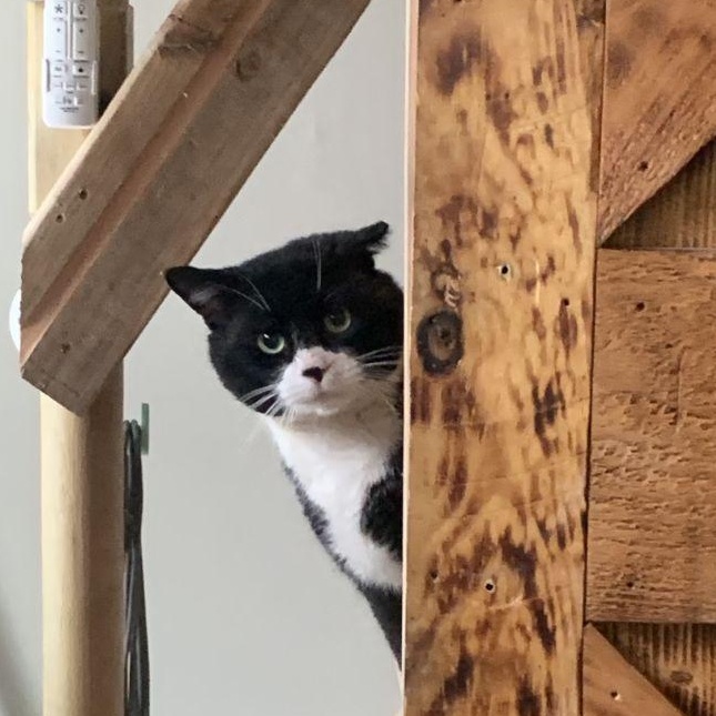 Enlarge Mr. Kringle, an adopted American Shorthair in Montclair, NJ image 1/5