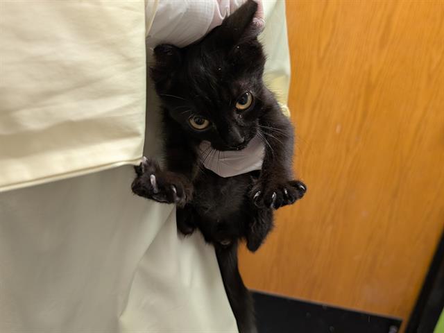 VANTAGE, Adoptable, Kitten Male Domestic Medium Hair.