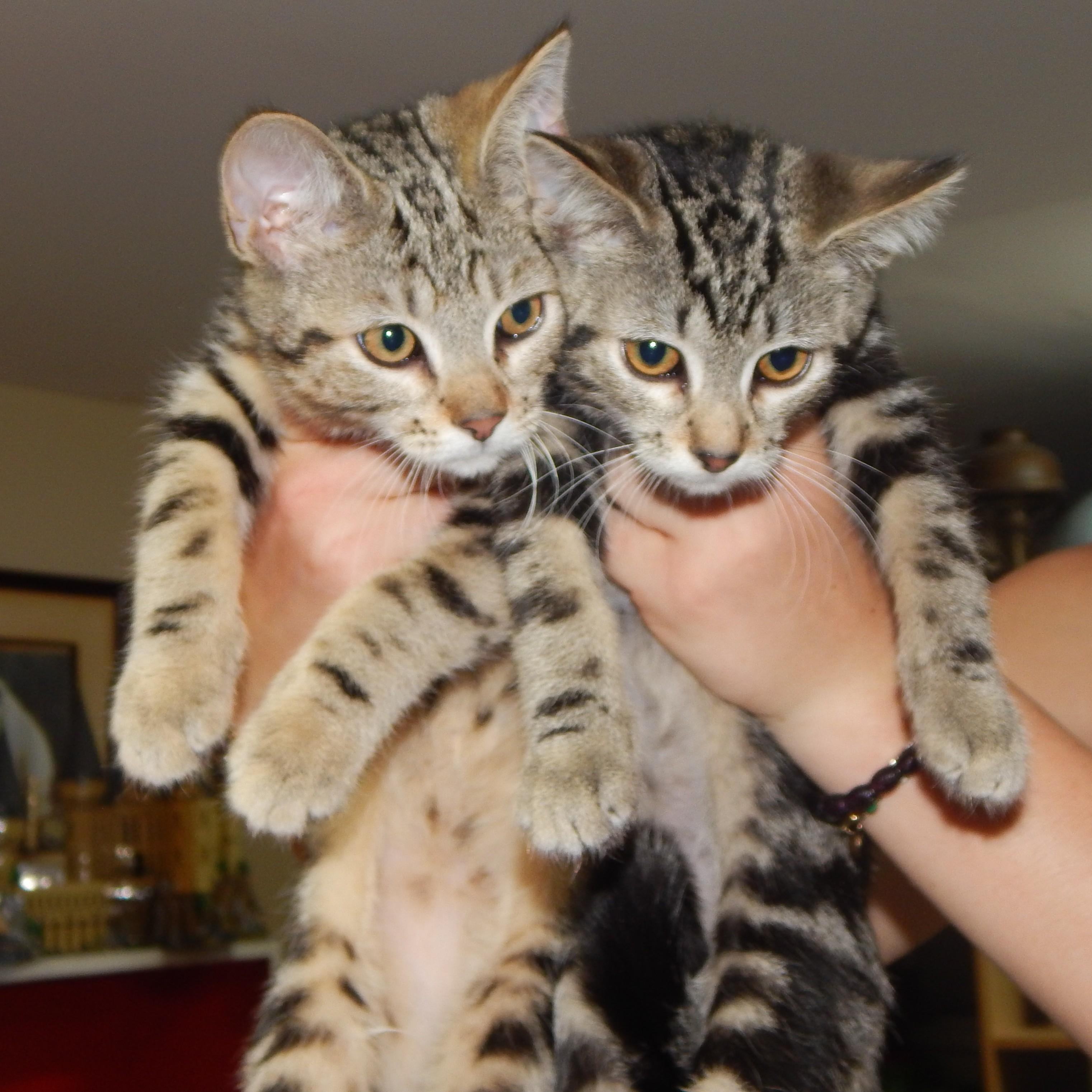 Frick, a Adoptable Domestic Short Hair in West Orange, NJ image 2/3