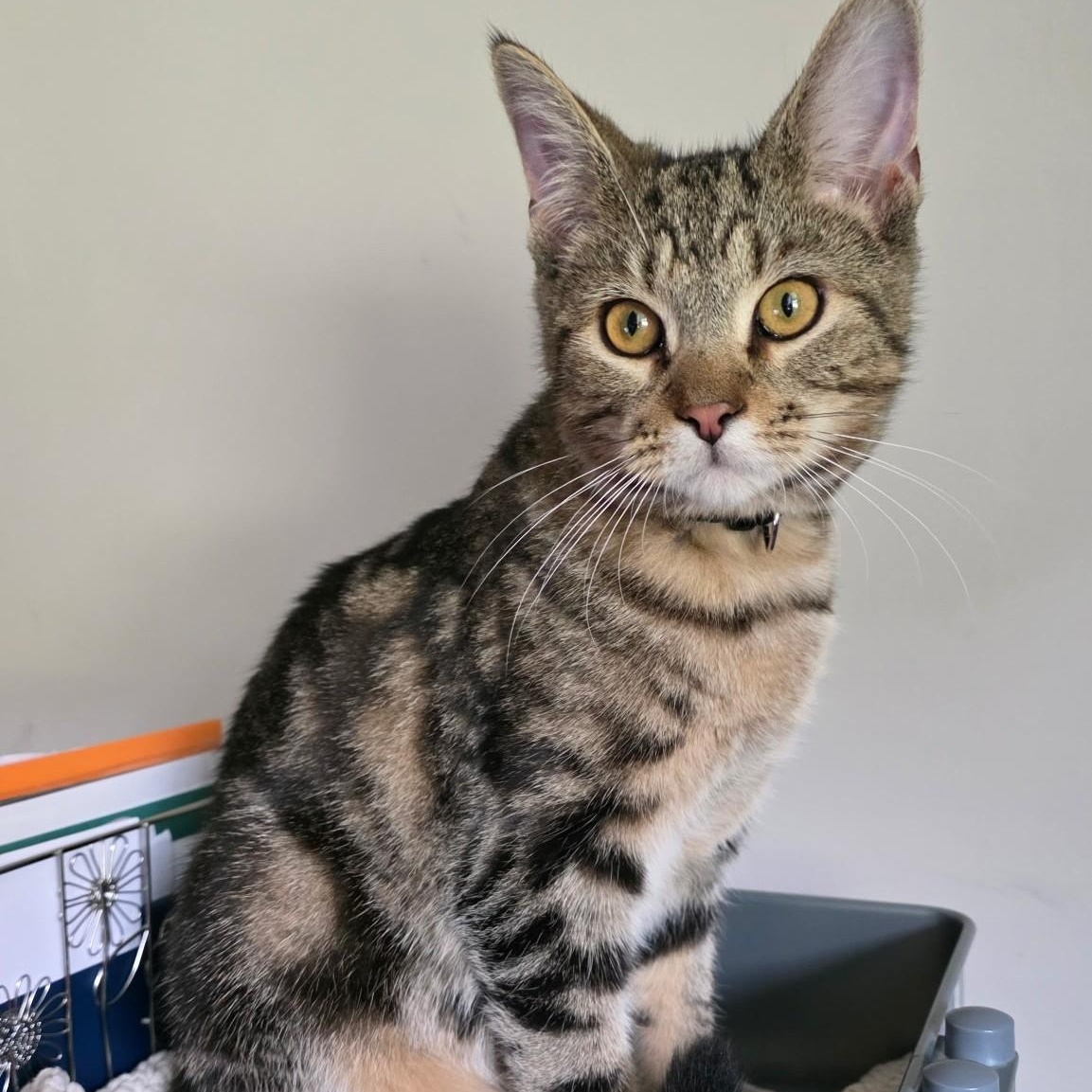 Jasper, Adoptable, Young Male Domestic Short Hair.