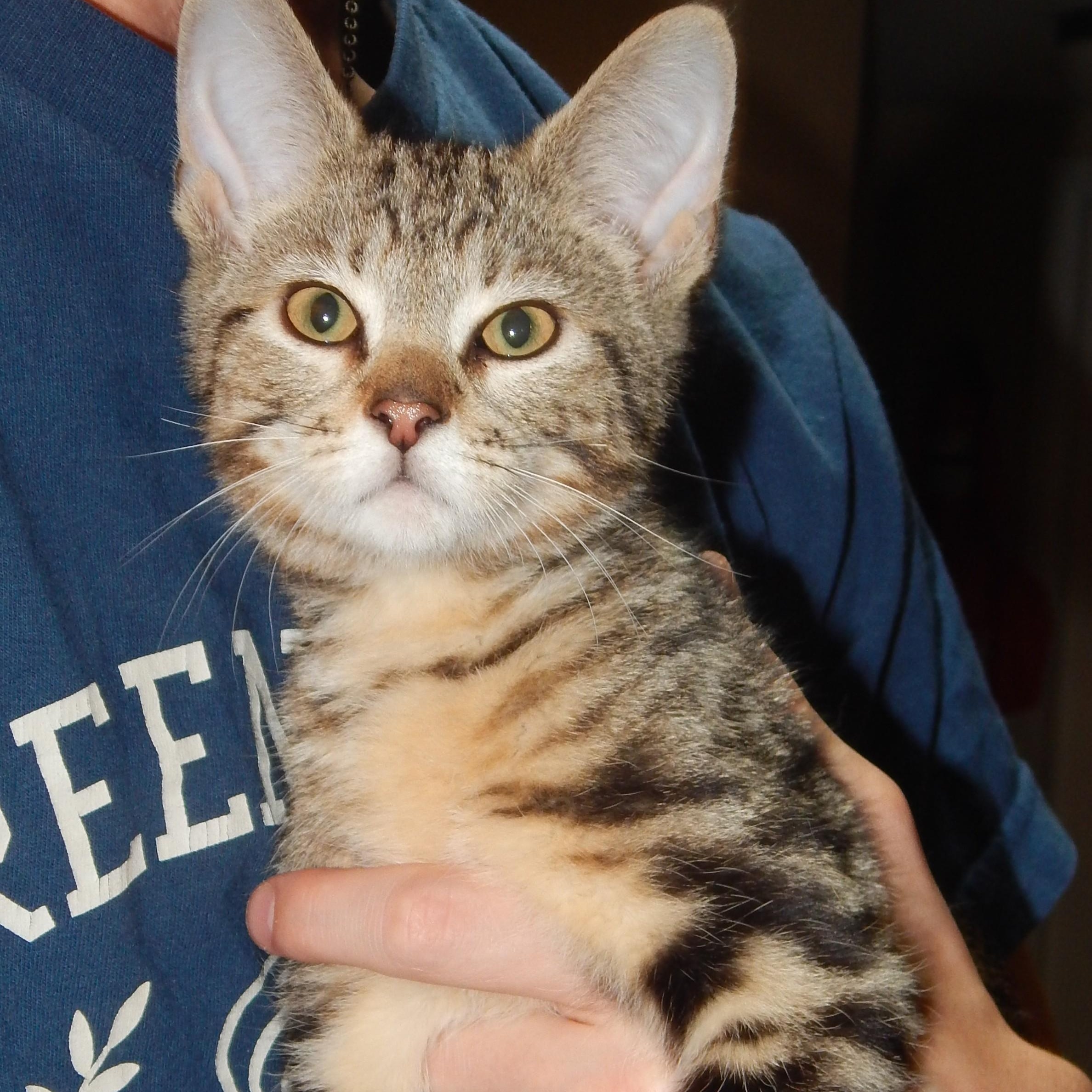 Frick, a Adoptable Domestic Short Hair in West Orange, NJ image 3/3