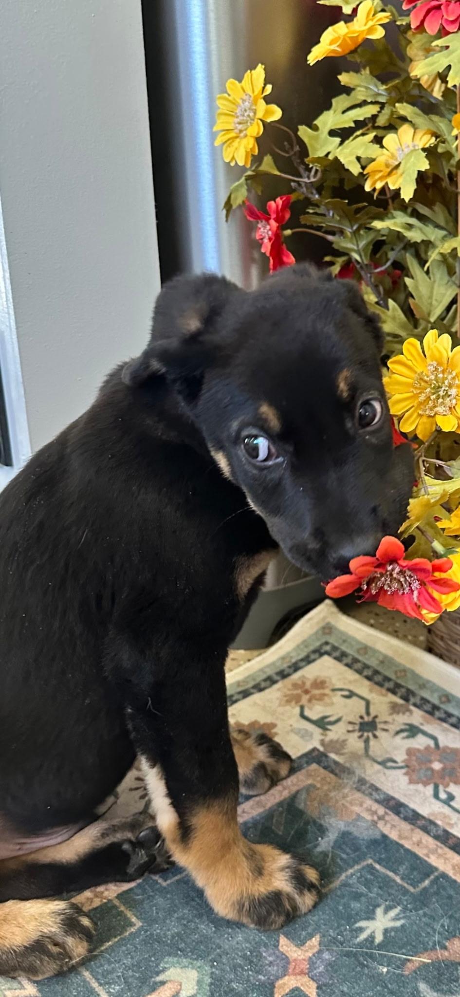 Enlarge Tobias, a Adoptable mixed breed in Putnam, CT image 4/4