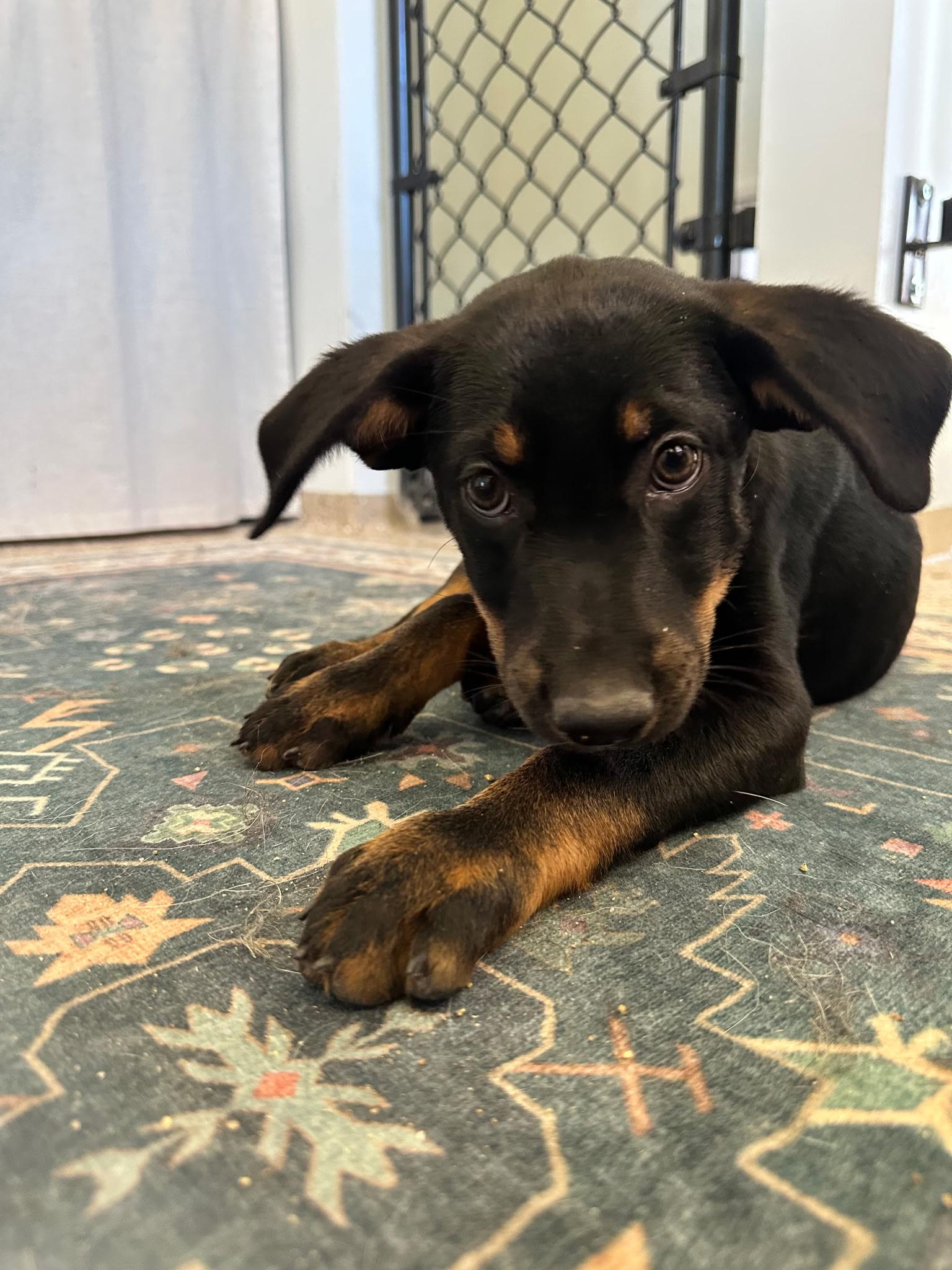 Enlarge Tobias, a Adoptable mixed breed in Putnam, CT image 3/4
