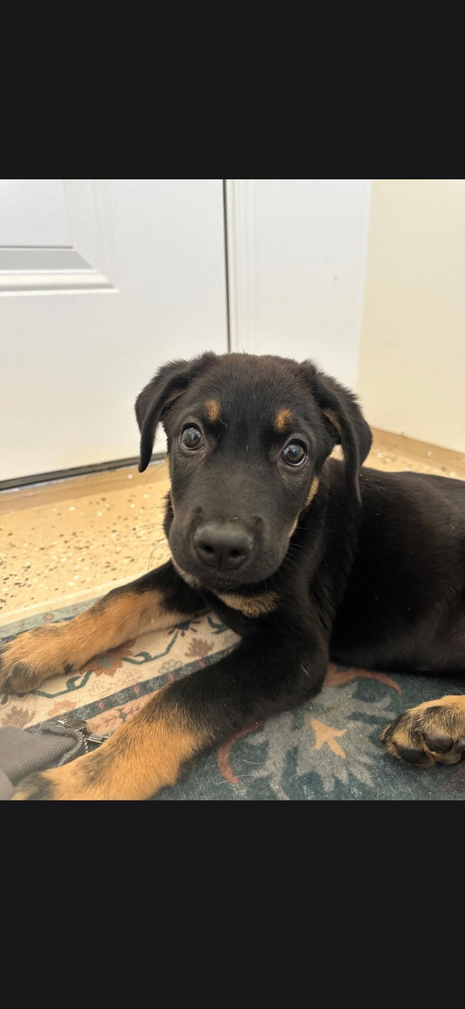 Enlarge Tobias, a Adoptable mixed breed in Putnam, CT image 1/4