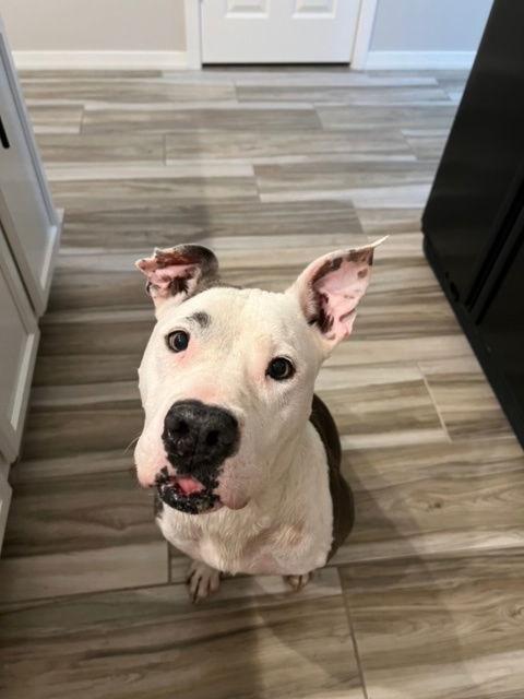 Sadie (Courtesy post), Adoptable, Senior Female American Staffordshire Terrier.