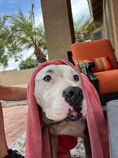 Sadie (Courtesy post), a Adoptable American Staffordshire Terrier in Phoenix, AZ image 2/3