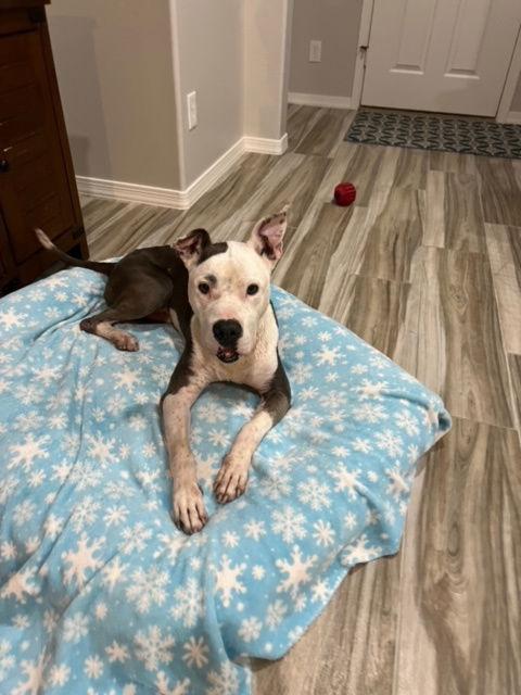 Sadie (Courtesy post), a Adoptable American Staffordshire Terrier in Phoenix, AZ image 3/3