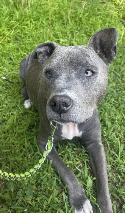Enlarge Blue, a Adoptable Pit Bull Terrier in Silver Spring, MD image 1/3