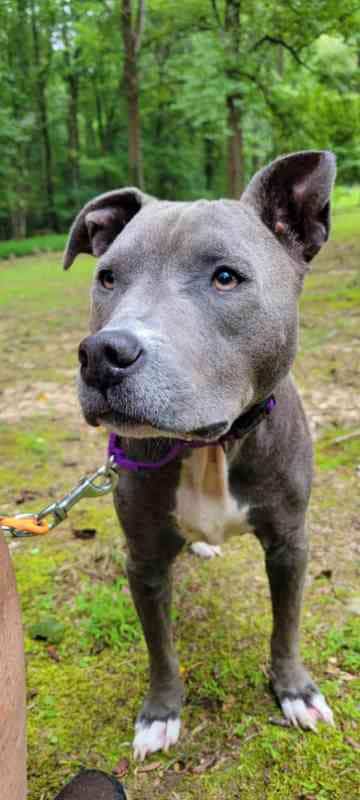 Enlarge Blue, a Adoptable Pit Bull Terrier in Silver Spring, MD image 2/3