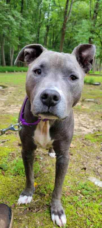 Blue, Adult Female Pit Bull Terrier