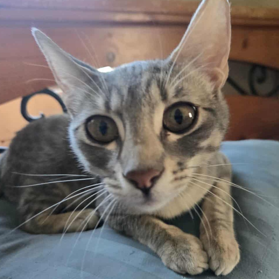 Enlarge Susie Q INDOOR ONLY, a Adoptable mixed breed in Stockton, CA image 1/6