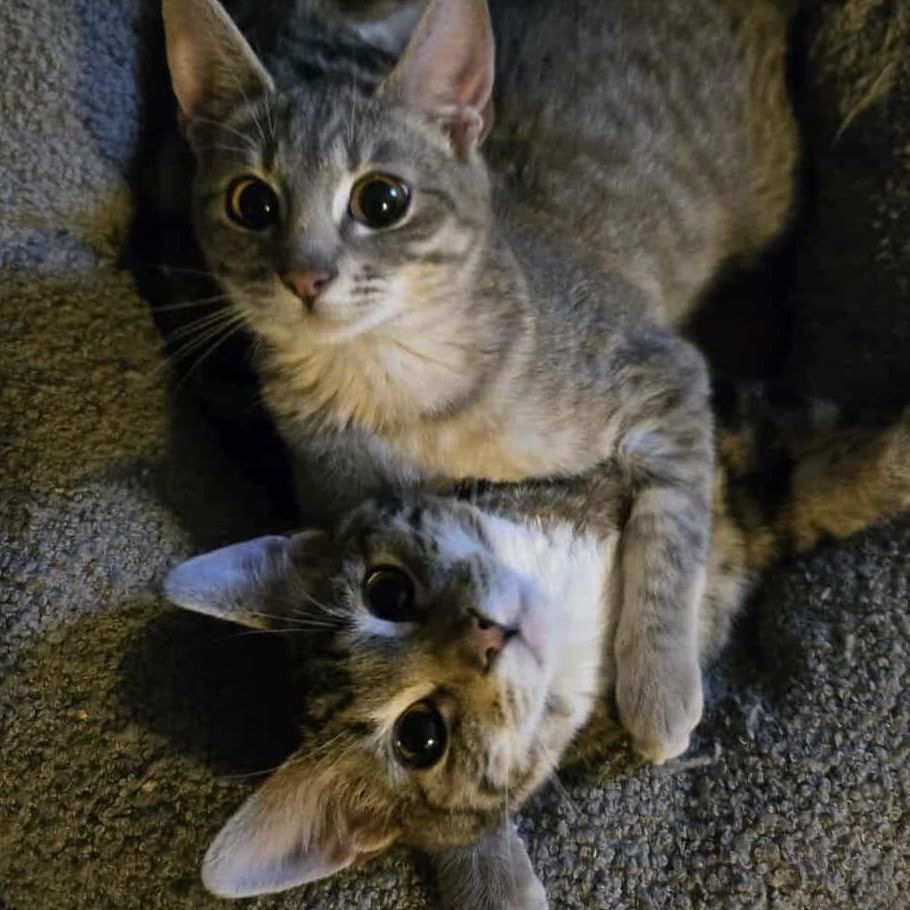 Susie Q INDOOR ONLY, Adoptable, Kitten Female Domestic Short Hair.