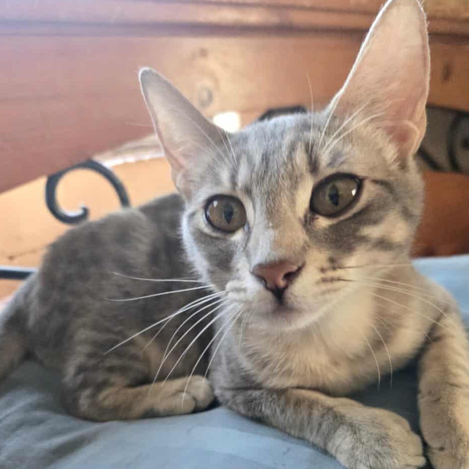 Enlarge Susie Q INDOOR ONLY, a Adoptable mixed breed in Stockton, CA image 5/6