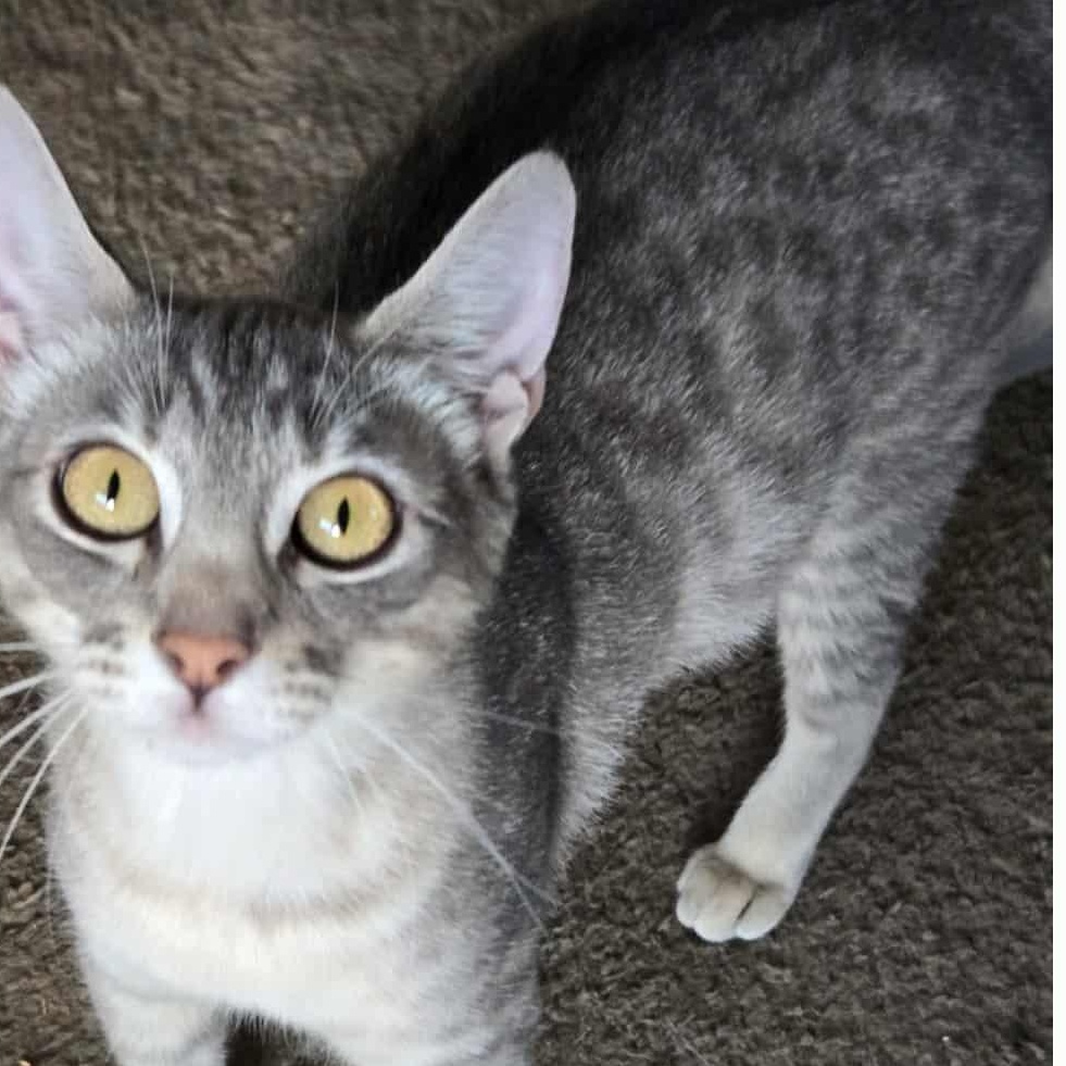 Enlarge Susie Q INDOOR ONLY, a Adoptable mixed breed in Stockton, CA image 6/6