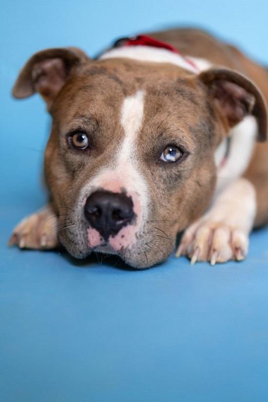 Enlarge PANCHO, an adoptable Terrier in Pegram, TN image 4/6