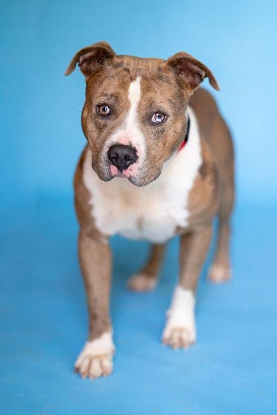 Enlarge PANCHO, an adoptable Terrier in Pegram, TN image 2/6