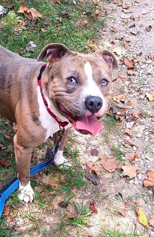 Enlarge PANCHO, a Adoptable Terrier in Pegram, TN image 4/6