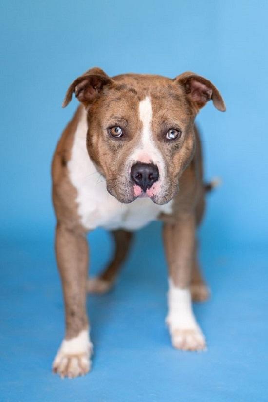 Enlarge PANCHO, an adoptable Terrier in Pegram, TN image 3/6