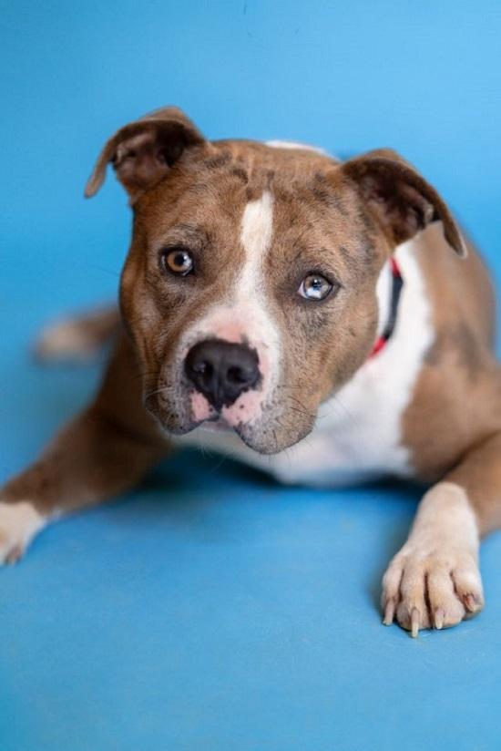 Enlarge PANCHO, an adoptable Terrier in Pegram, TN image 1/6