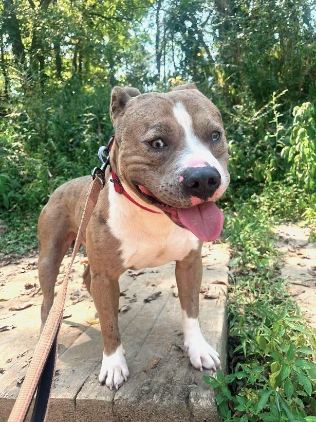 PANCHO, Adoptable, Adult Male Terrier.