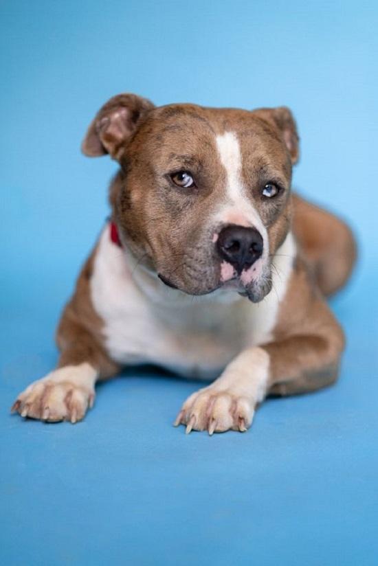 Enlarge PANCHO, an adoptable Terrier in Pegram, TN image 5/6