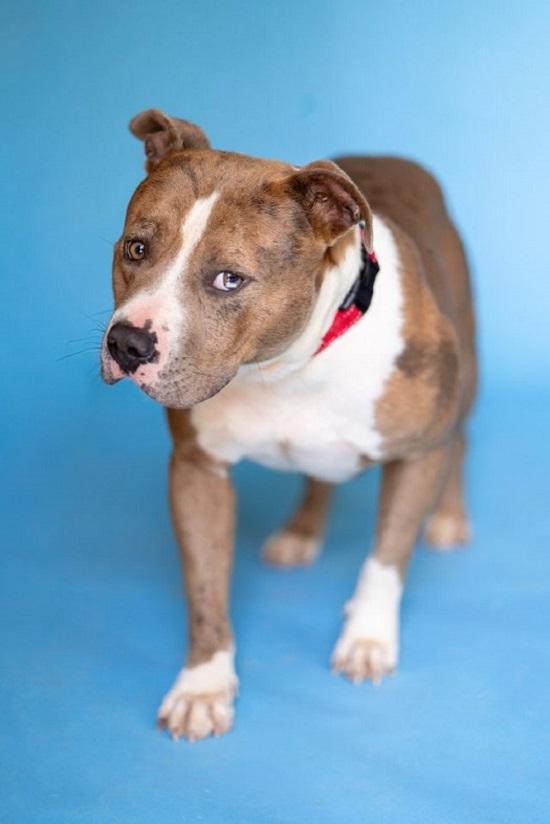 Enlarge PANCHO, an adoptable Terrier in Pegram, TN image 6/6