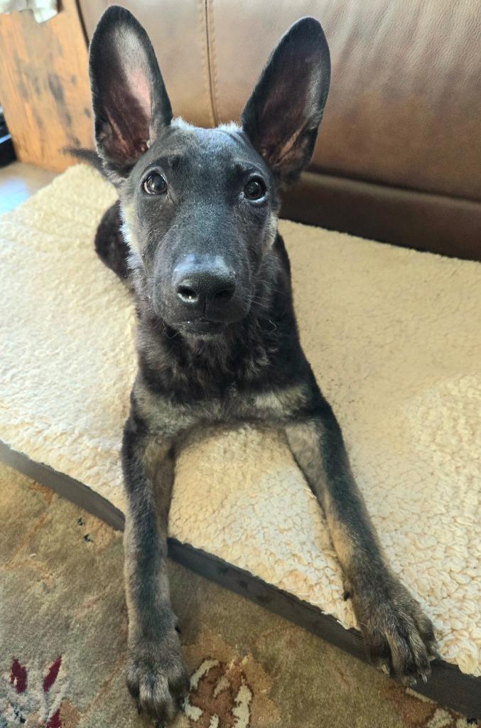 Enlarge Mary, a Adoptable mixed breed in El Cajon, CA image 1/3