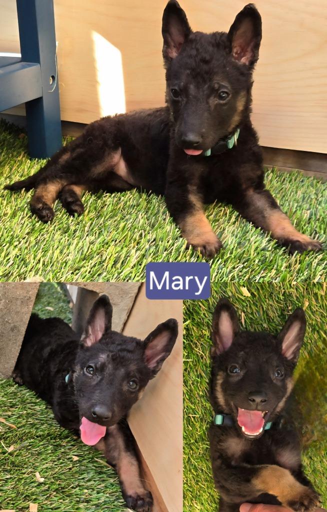 Enlarge Mary, a Adoptable mixed breed in El Cajon, CA image 2/3