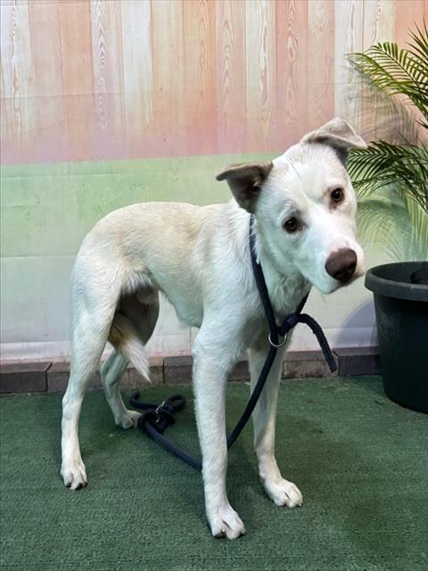 CAMDEN, Adoptable, Young Male Siberian Husky & Mixed Breed.