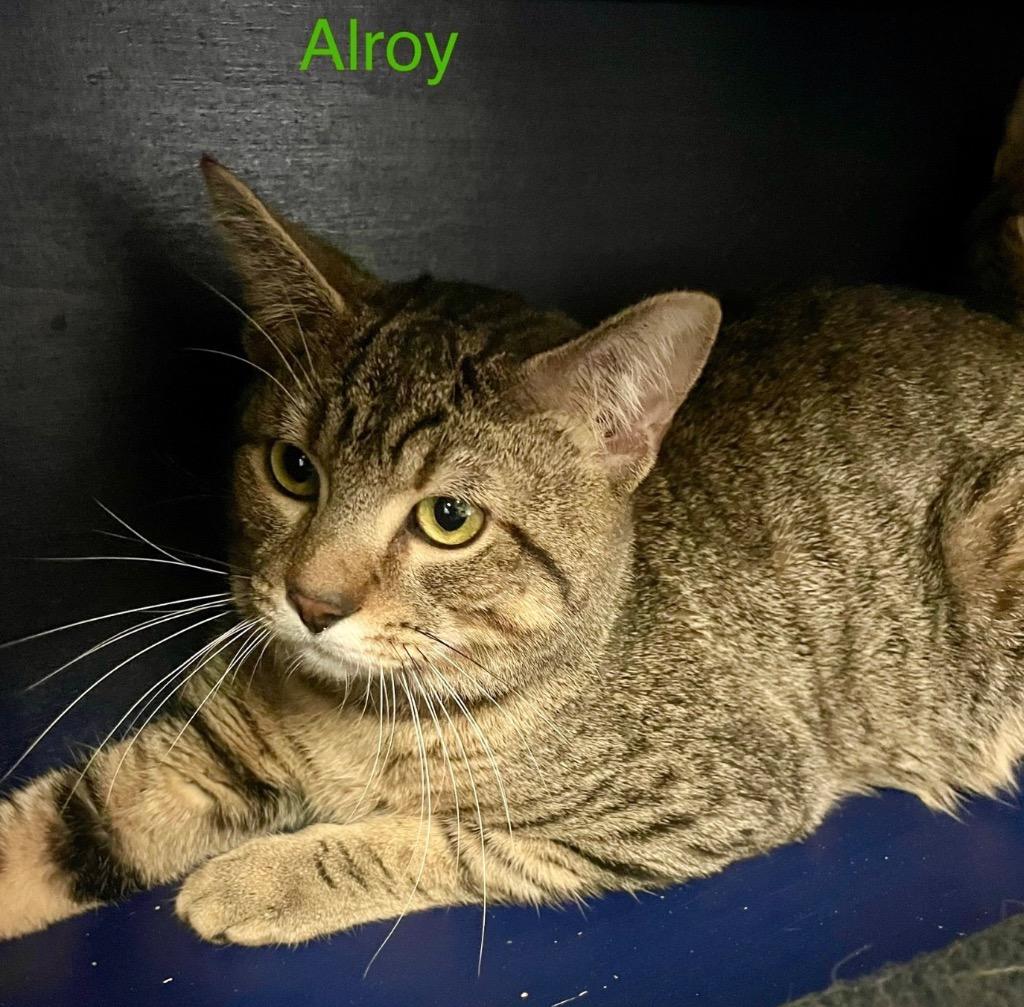 ALROY, Adoptable, Young Male Domestic Short Hair.