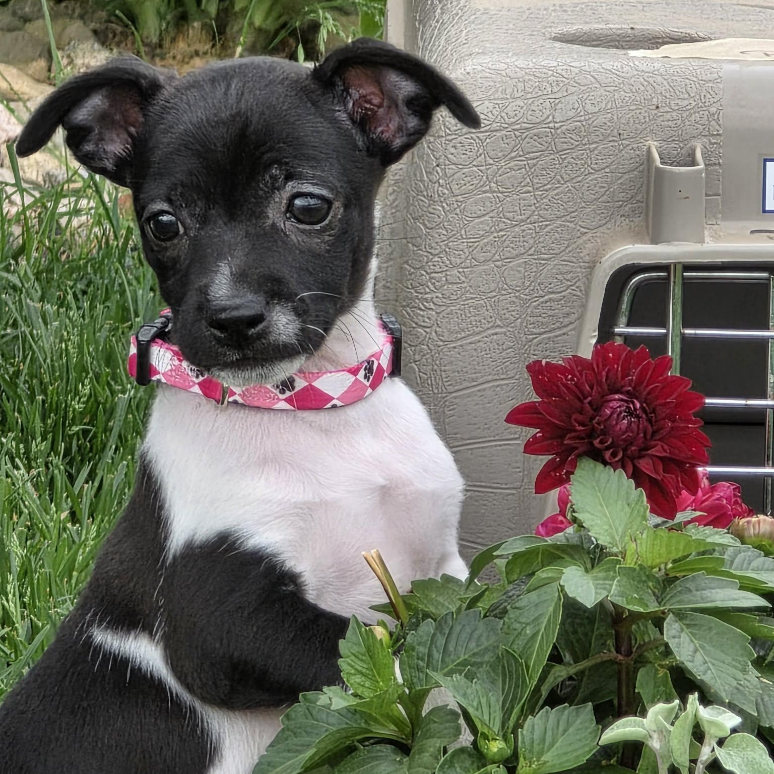 Enlarge ANGELICA, a ADOPTABLE mixed breed in Evansville, WI image 2/3