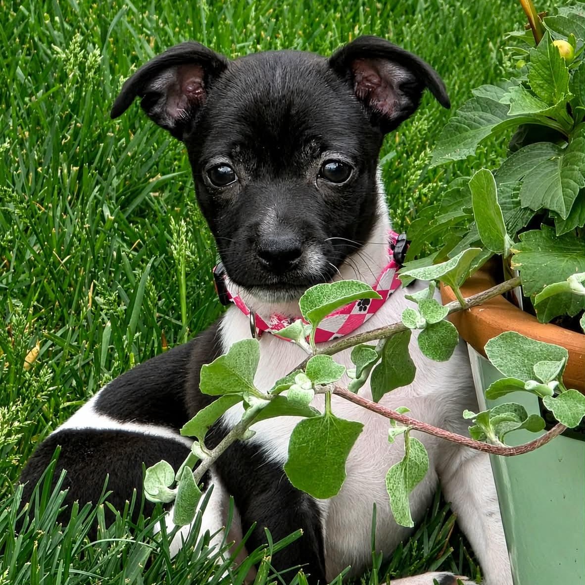 ANGELICA, ADOPTABLE, Puppy Female Chihuahua & Terrier.