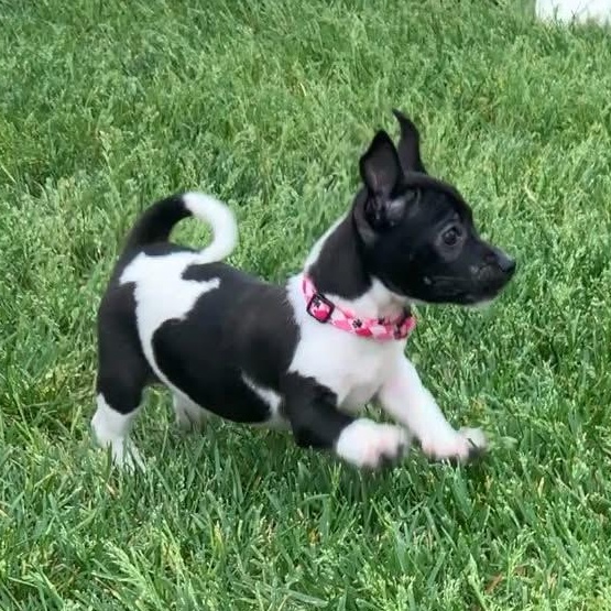Enlarge ANGELICA, a ADOPTABLE mixed breed in Evansville, WI image 3/3