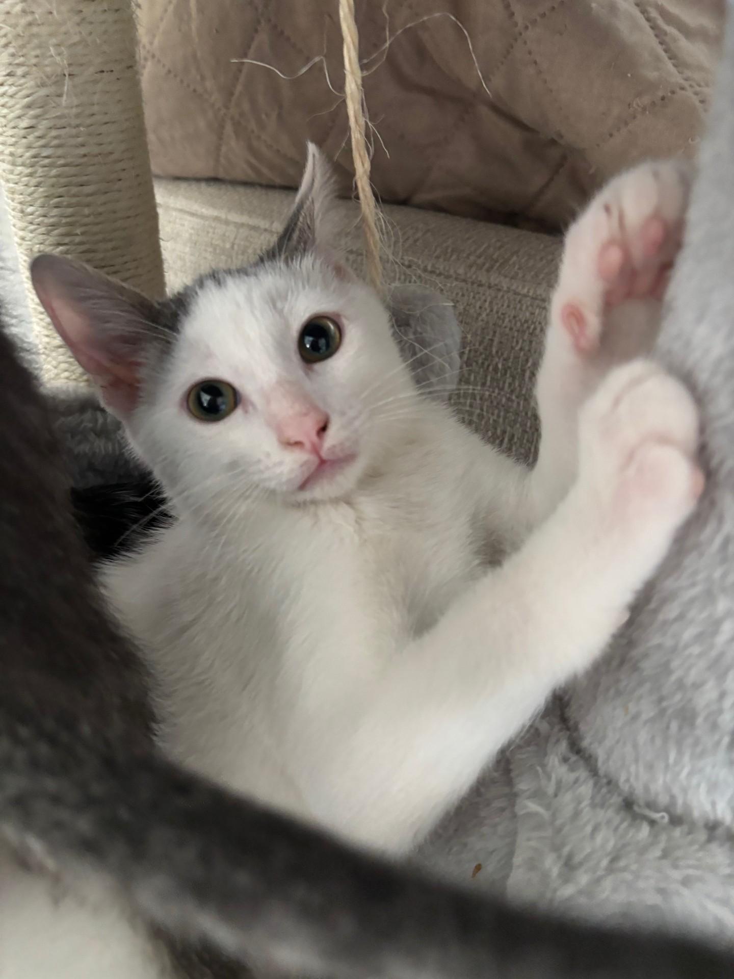 Spot