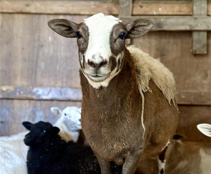 Enlarge Dazzle / Comet, a Adoptable Sheep in Sultan, WA image 1/1