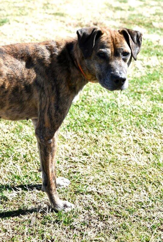 Duke2, Adoptable, Senior Male Mountain Cur & Plott Hound.