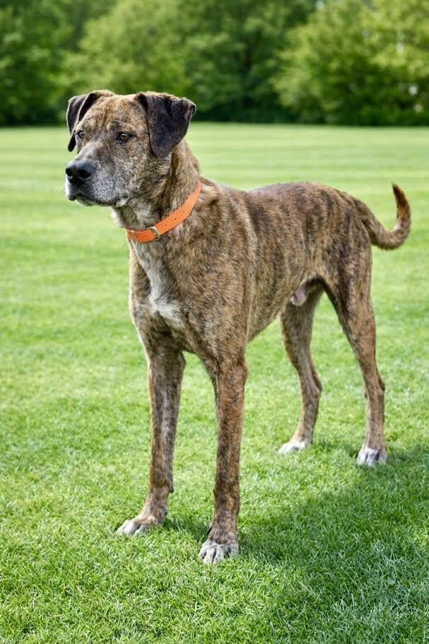 Duke2, Adoptable, Senior Male Mountain Cur & Plott Hound.