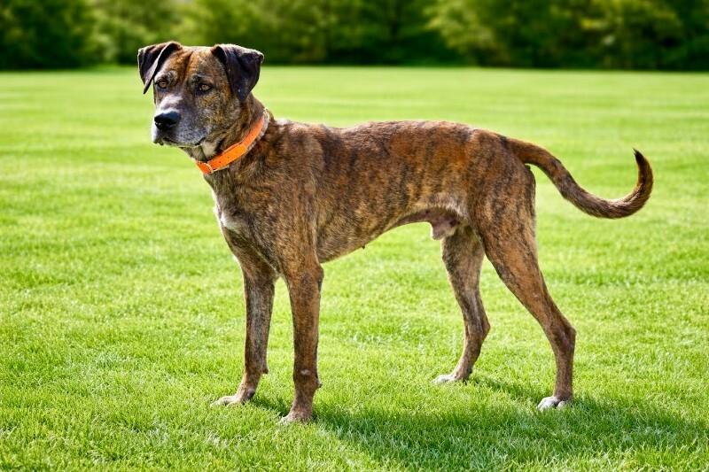 Enlarge Duke2, a Adoptable mixed breed in Maryville, TN image 3/6