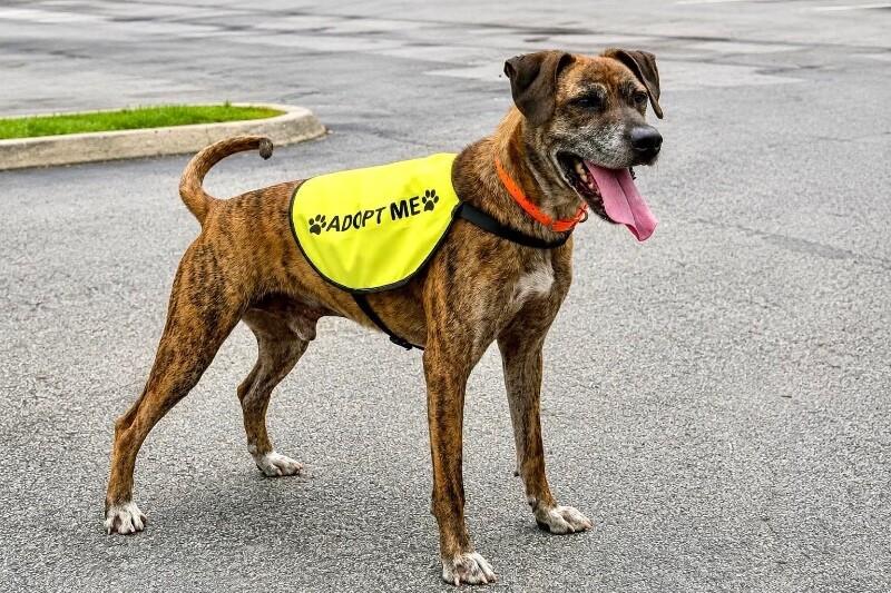 Enlarge Duke2, a Adoptable mixed breed in Maryville, TN image 3/6
