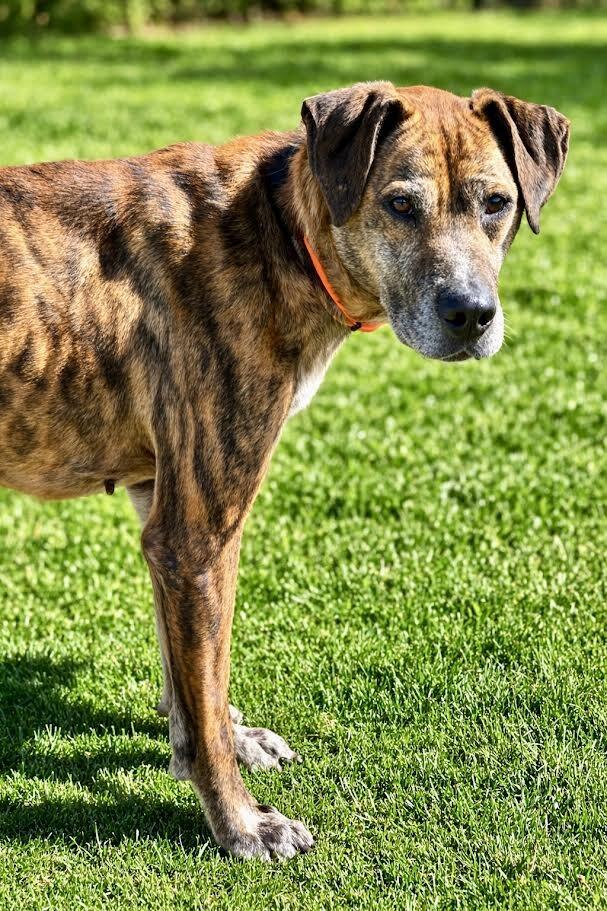 Enlarge Duke2, a Adoptable mixed breed in Maryville, TN image 4/6