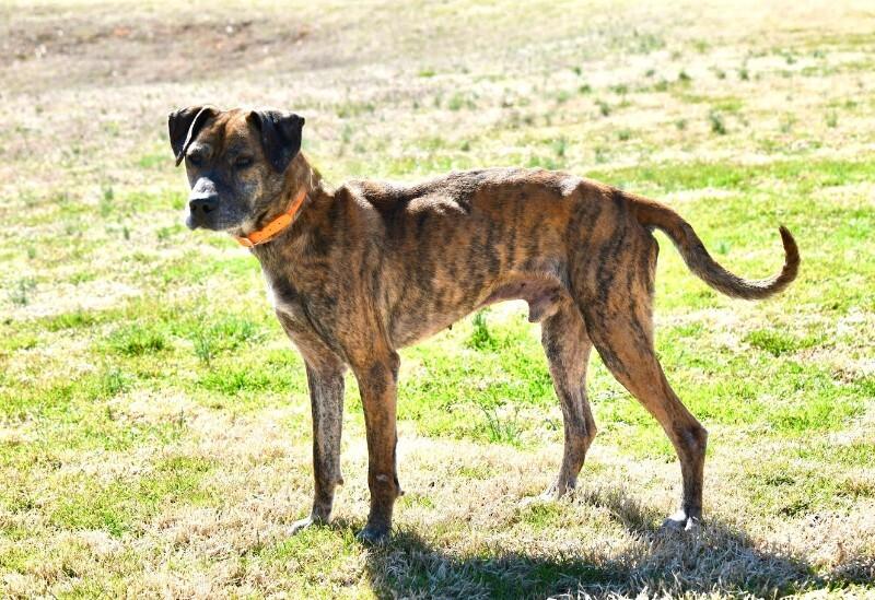 Enlarge Duke2, a Adoptable mixed breed in Maryville, TN image 5/6