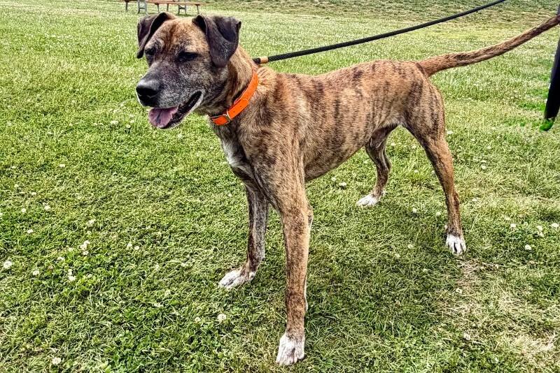 Enlarge Duke2, a Adoptable mixed breed in Maryville, TN image 4/6